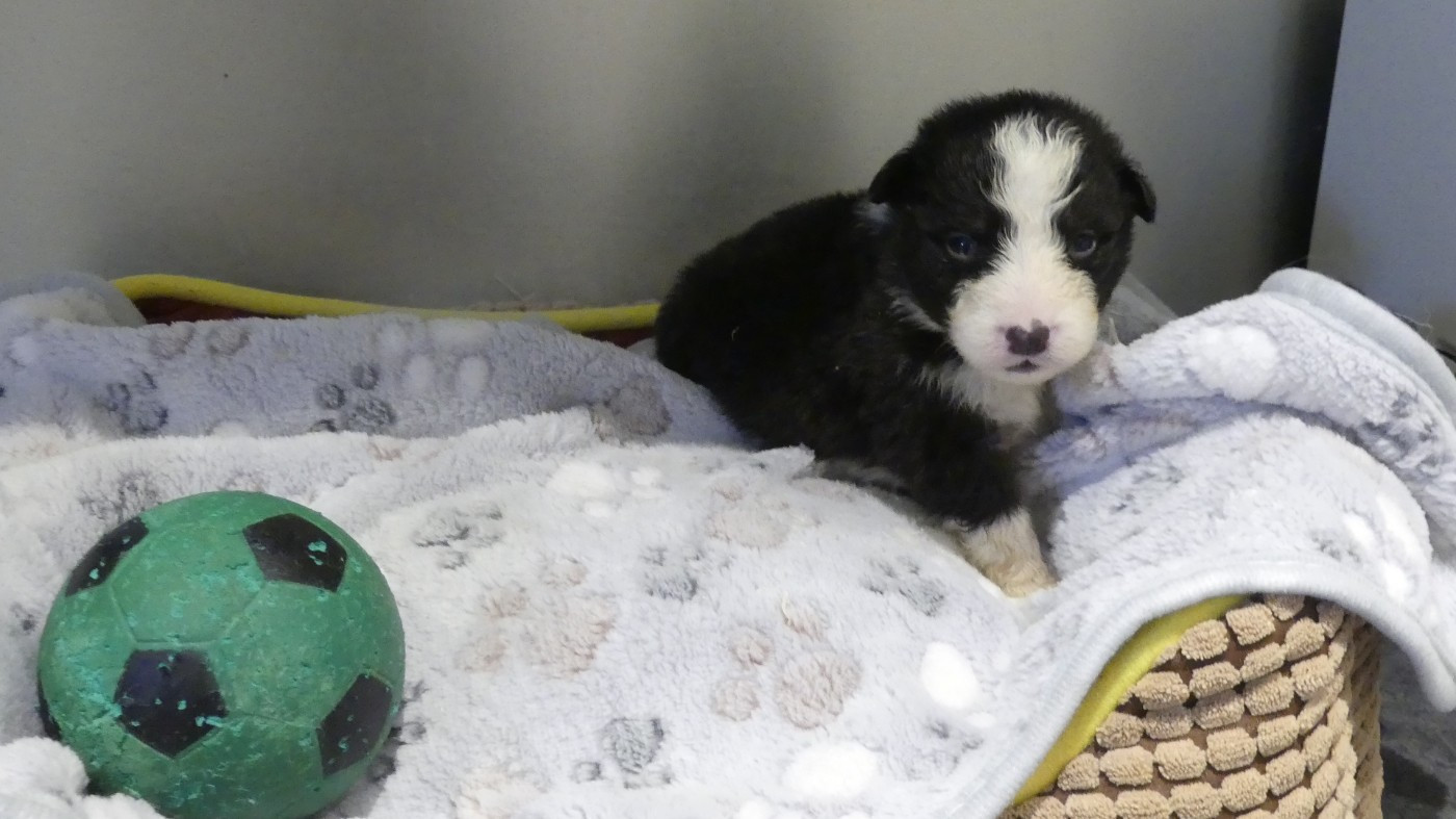 du Domaine des Ecorces - Chiots disponibles - Berger Australien