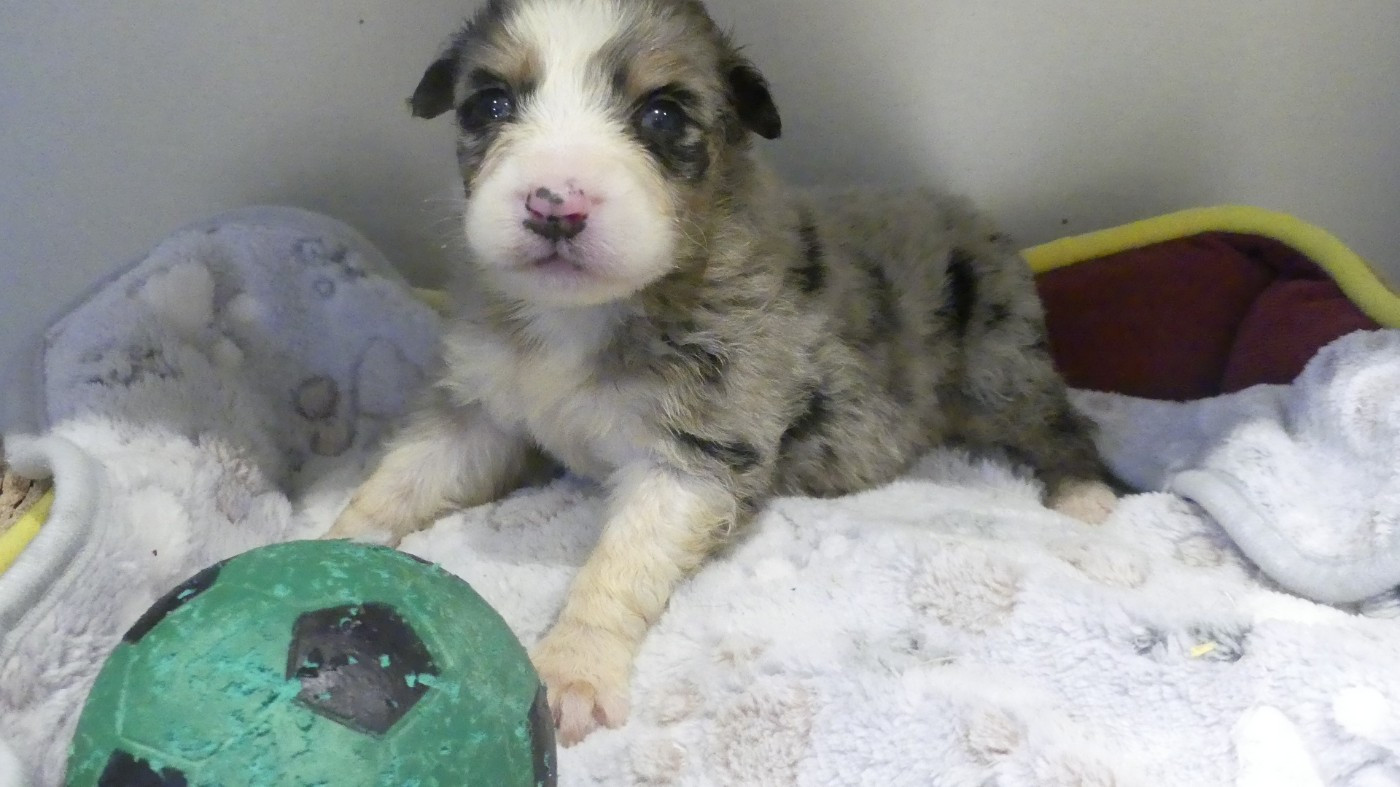 du Domaine des Ecorces - Chiots disponibles - Berger Australien