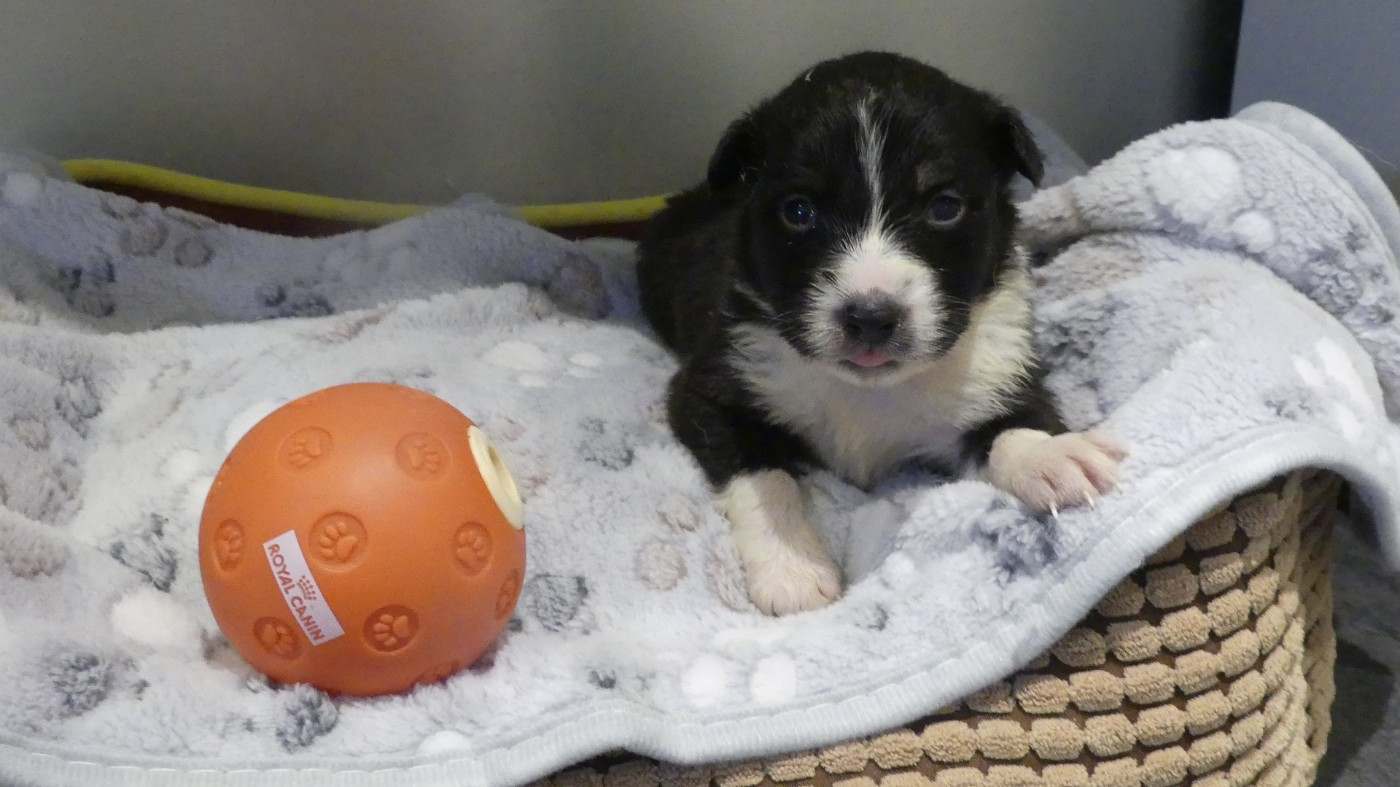 du Domaine des Ecorces - Chiots disponibles - Berger Australien