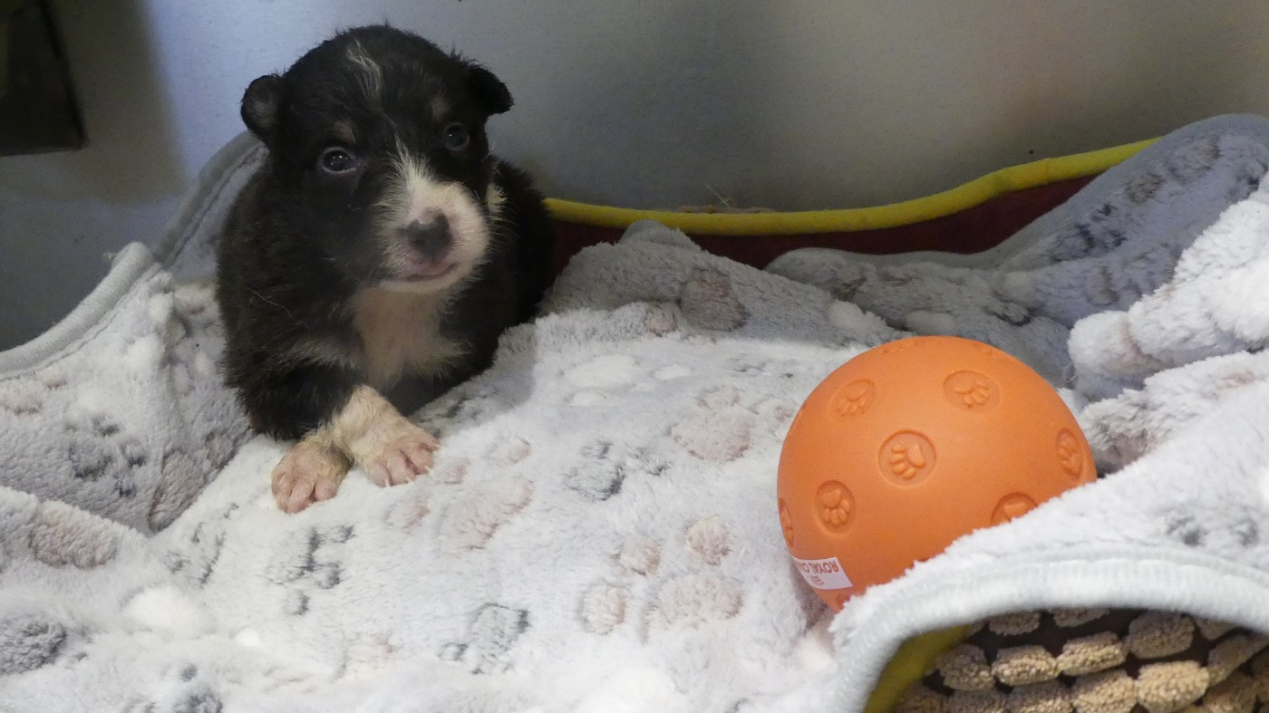 du Domaine des Ecorces - Chiots disponibles - Berger Australien