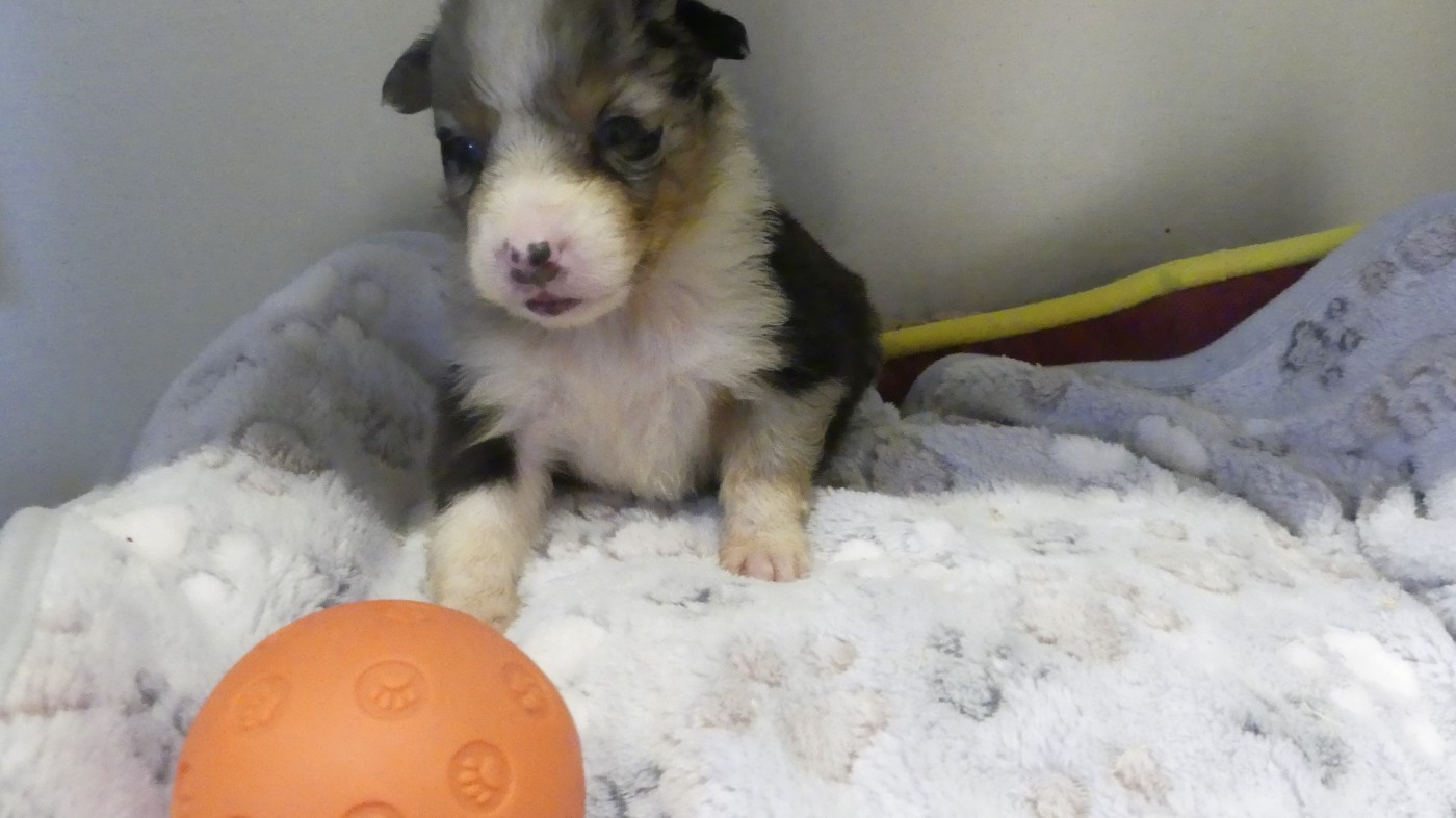 du Domaine des Ecorces - Chiots disponibles - Berger Australien