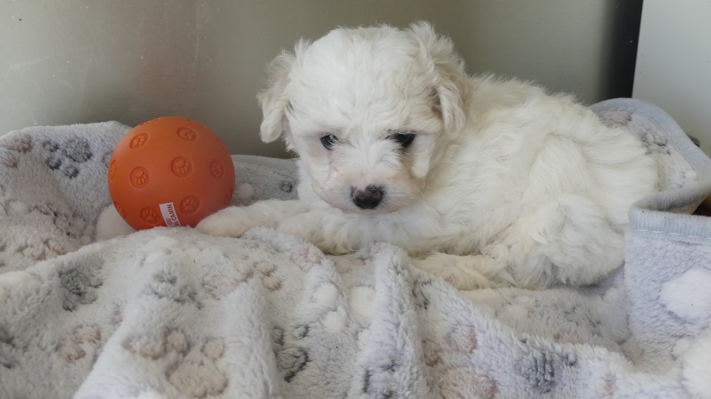 du Domaine des Ecorces - Chiots disponibles - Bichon Frise