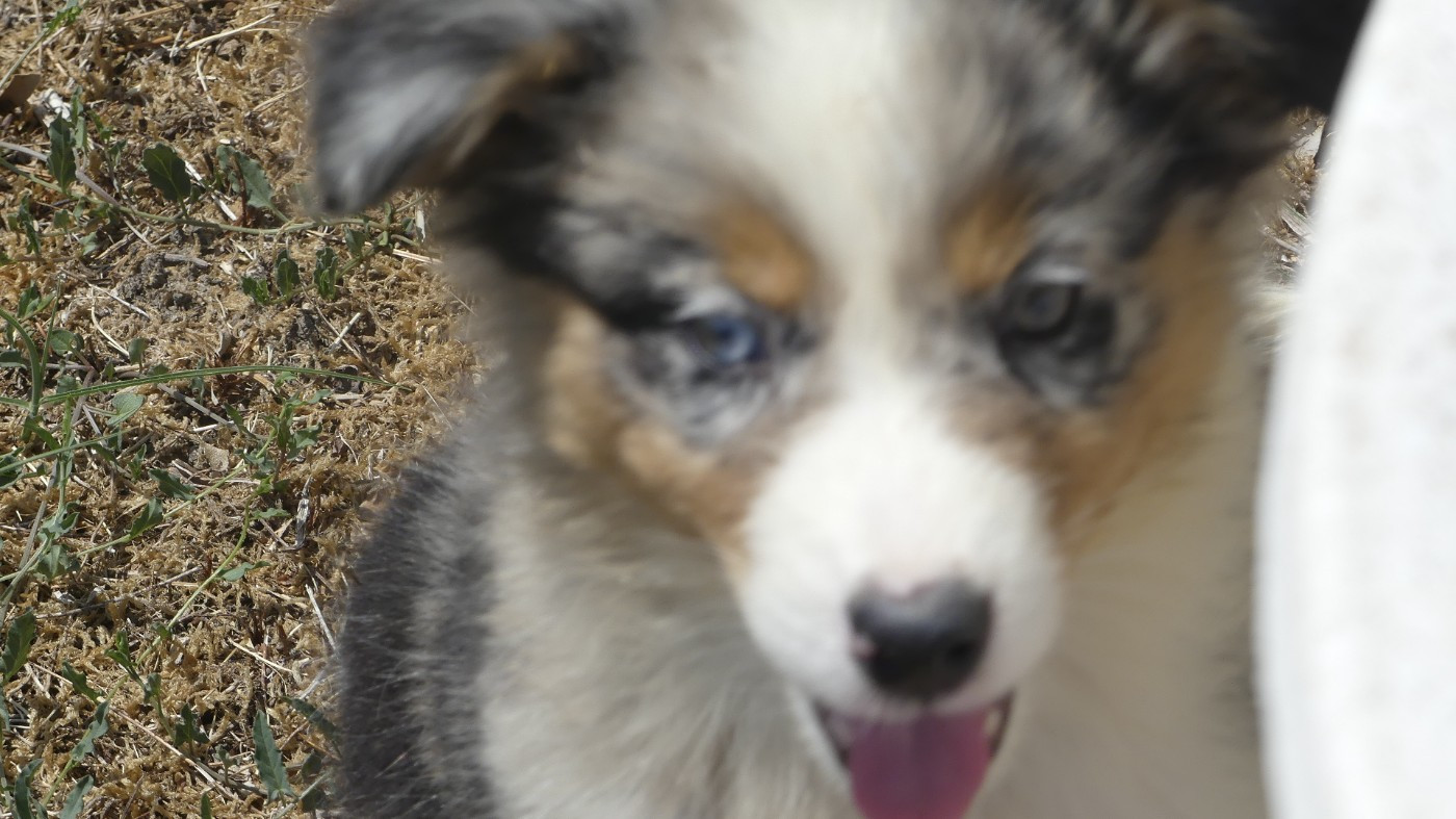 du Domaine des Ecorces - Chiots disponibles - Berger Australien