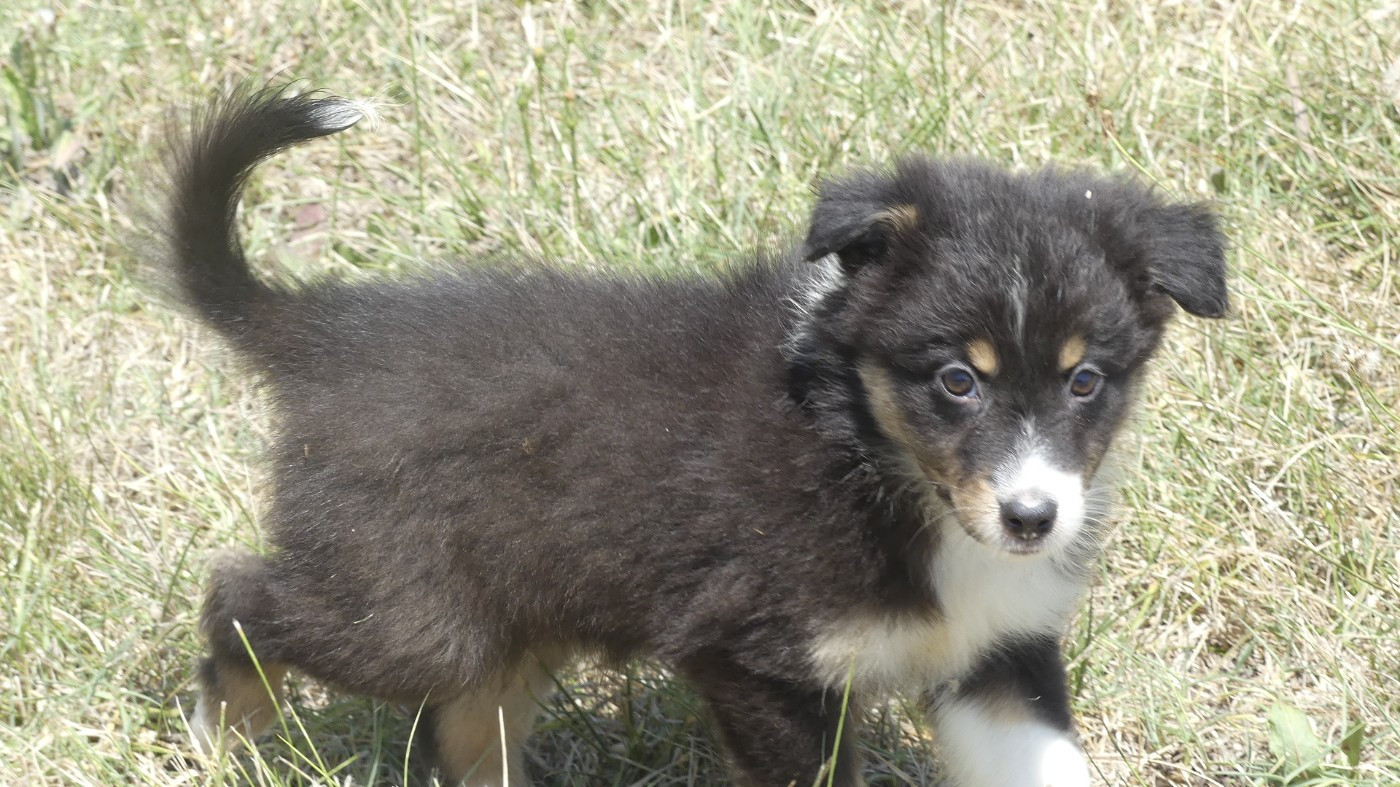 du Domaine des Ecorces - Chiots disponibles - Berger Australien
