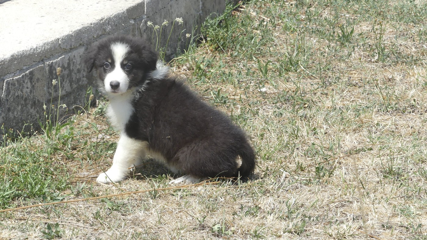 du Domaine des Ecorces - Chiots disponibles - Berger Australien