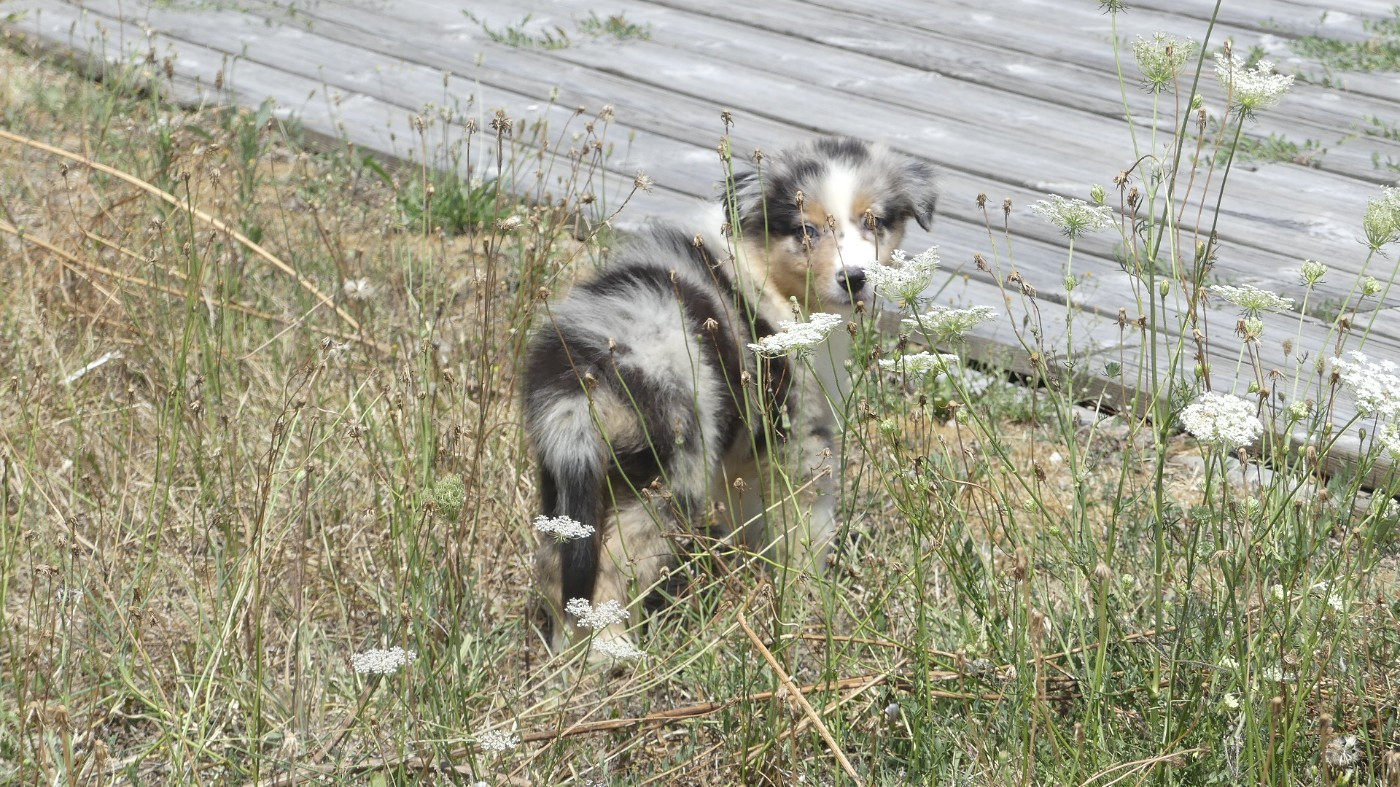 du Domaine des Ecorces - Chiots disponibles - Berger Australien