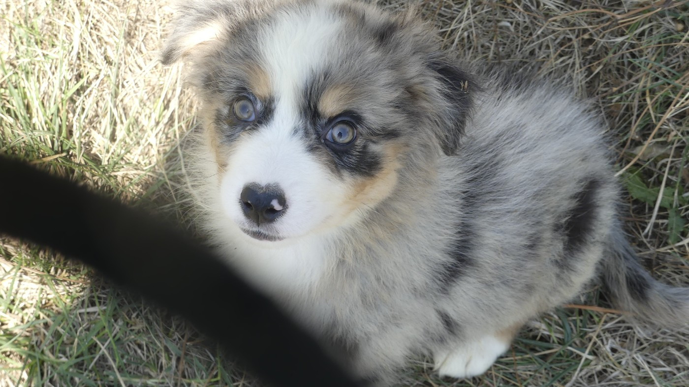 du Domaine des Ecorces - Chiots disponibles - Berger Australien