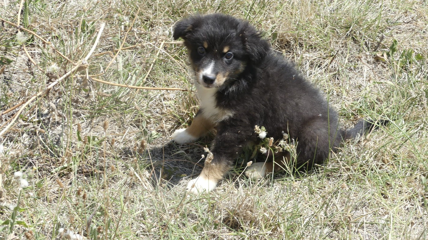du Domaine des Ecorces - Chiots disponibles - Berger Australien