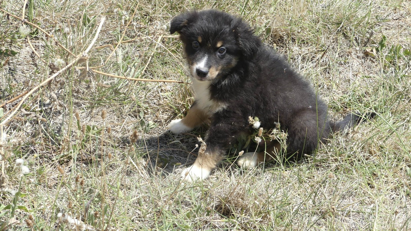 du Domaine des Ecorces - Chiots disponibles - Berger Australien