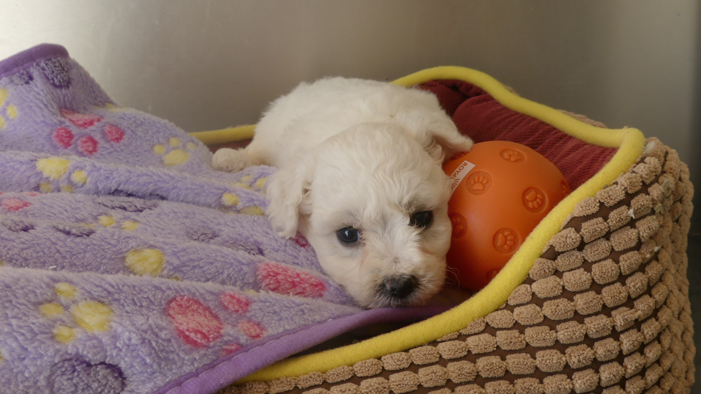 du Domaine des Ecorces - Chiots disponibles - Bichon Frise