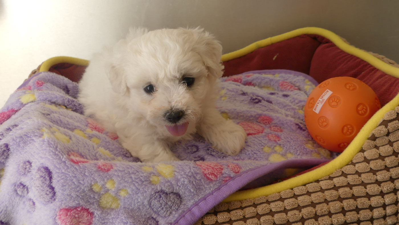 du Domaine des Ecorces - Chiots disponibles - Bichon Frise