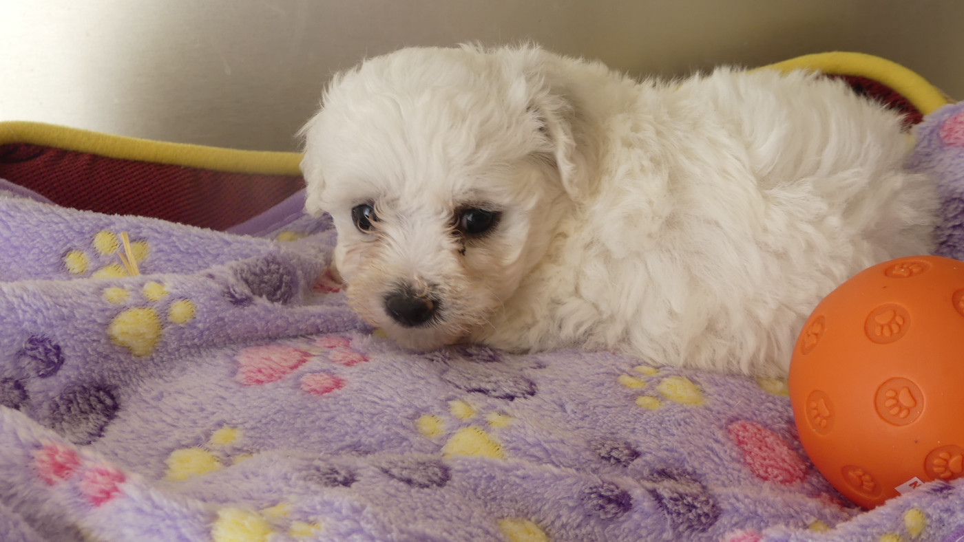 du Domaine des Ecorces - Chiots disponibles - Bichon Frise