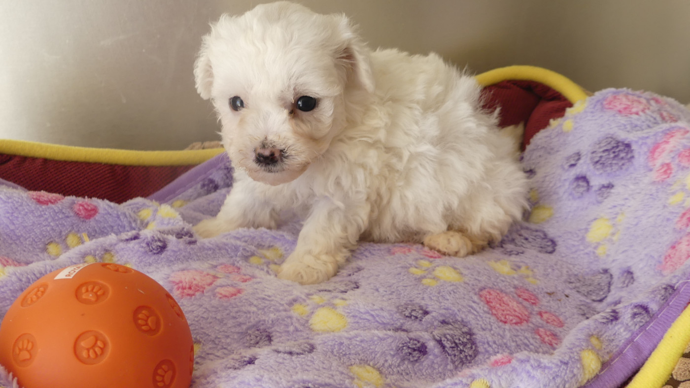 du Domaine des Ecorces - Chiots disponibles - Bichon Frise
