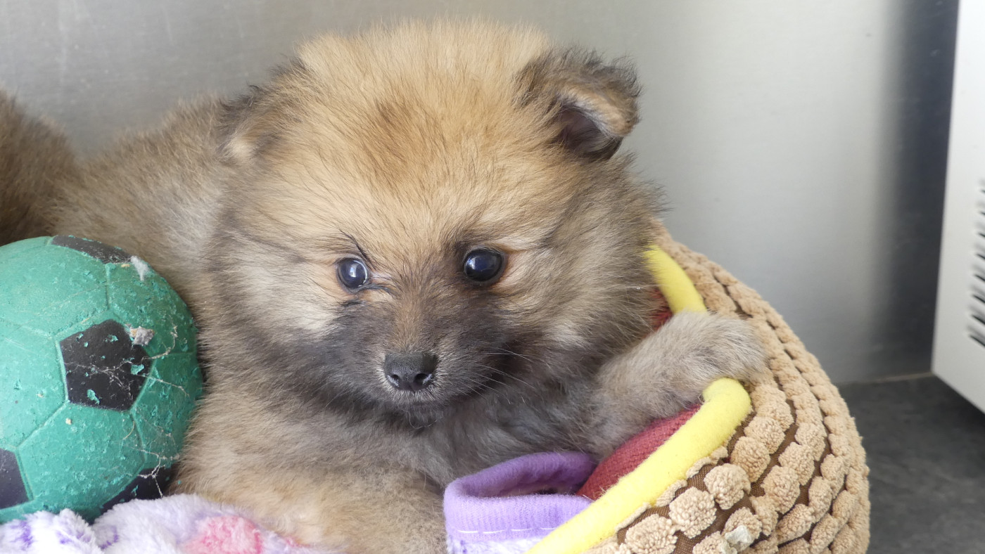 du Domaine des Ecorces - Chiots disponibles - Spitz allemand