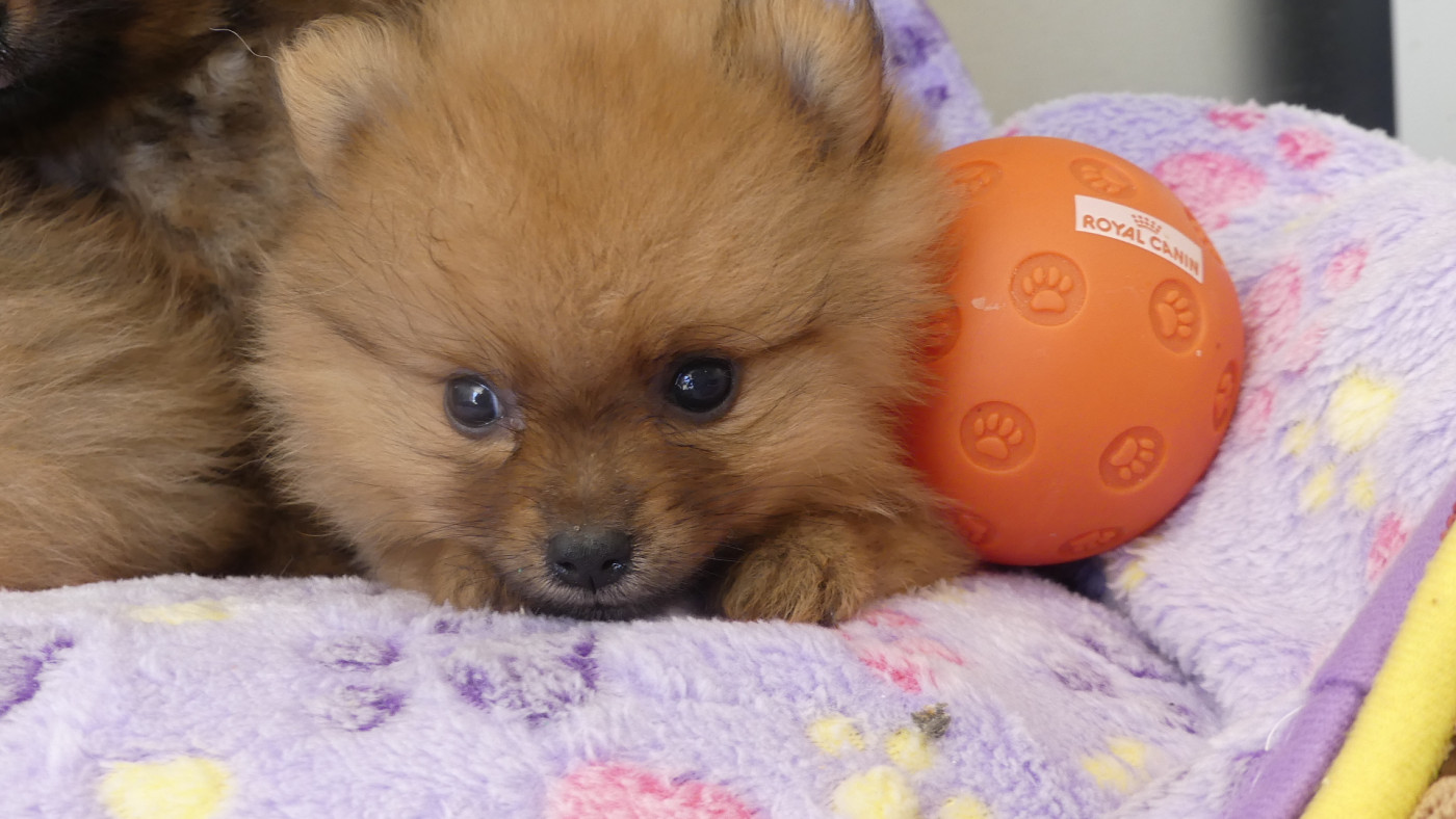 du Domaine des Ecorces - Chiots disponibles - Spitz allemand