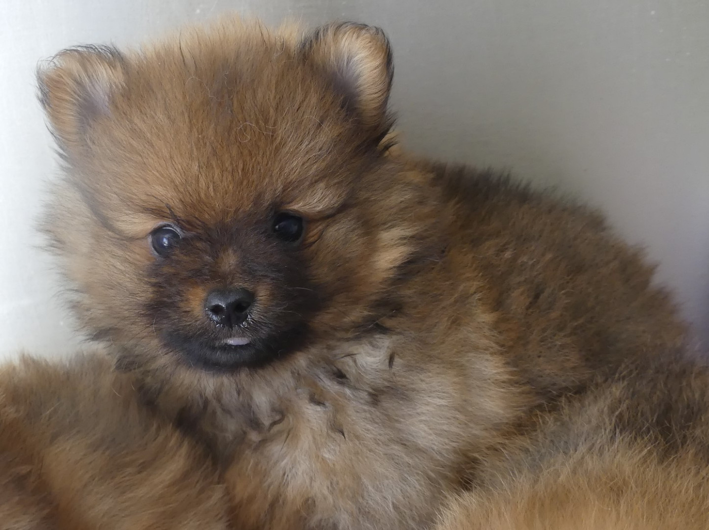 du Domaine des Ecorces - Chiots disponibles - Spitz allemand