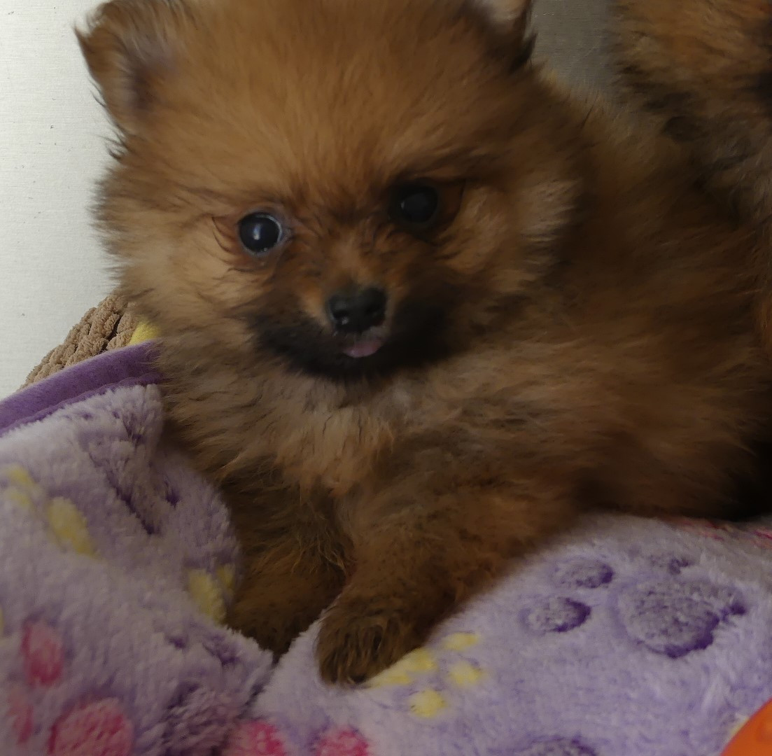 du Domaine des Ecorces - Chiots disponibles - Spitz allemand