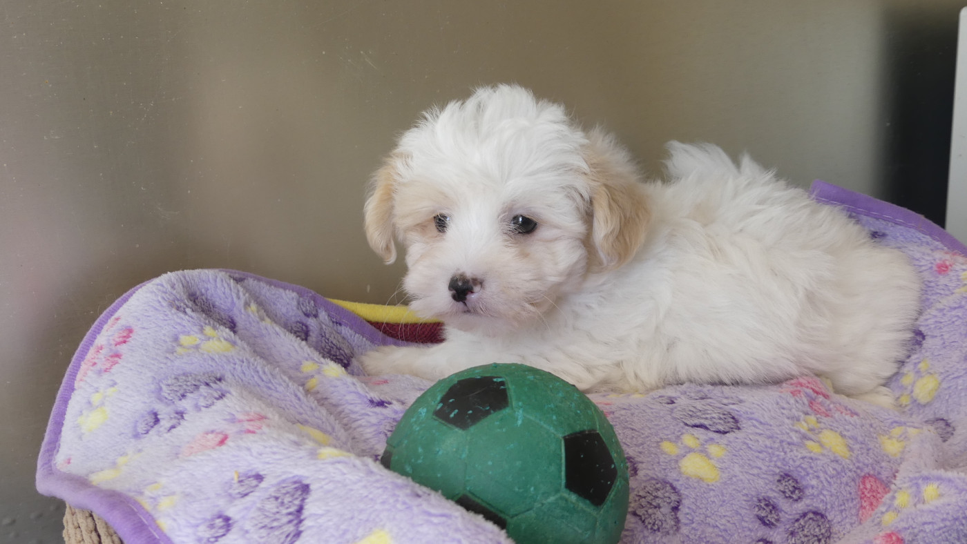 du Domaine des Ecorces - Chiots disponibles - Coton de Tulear