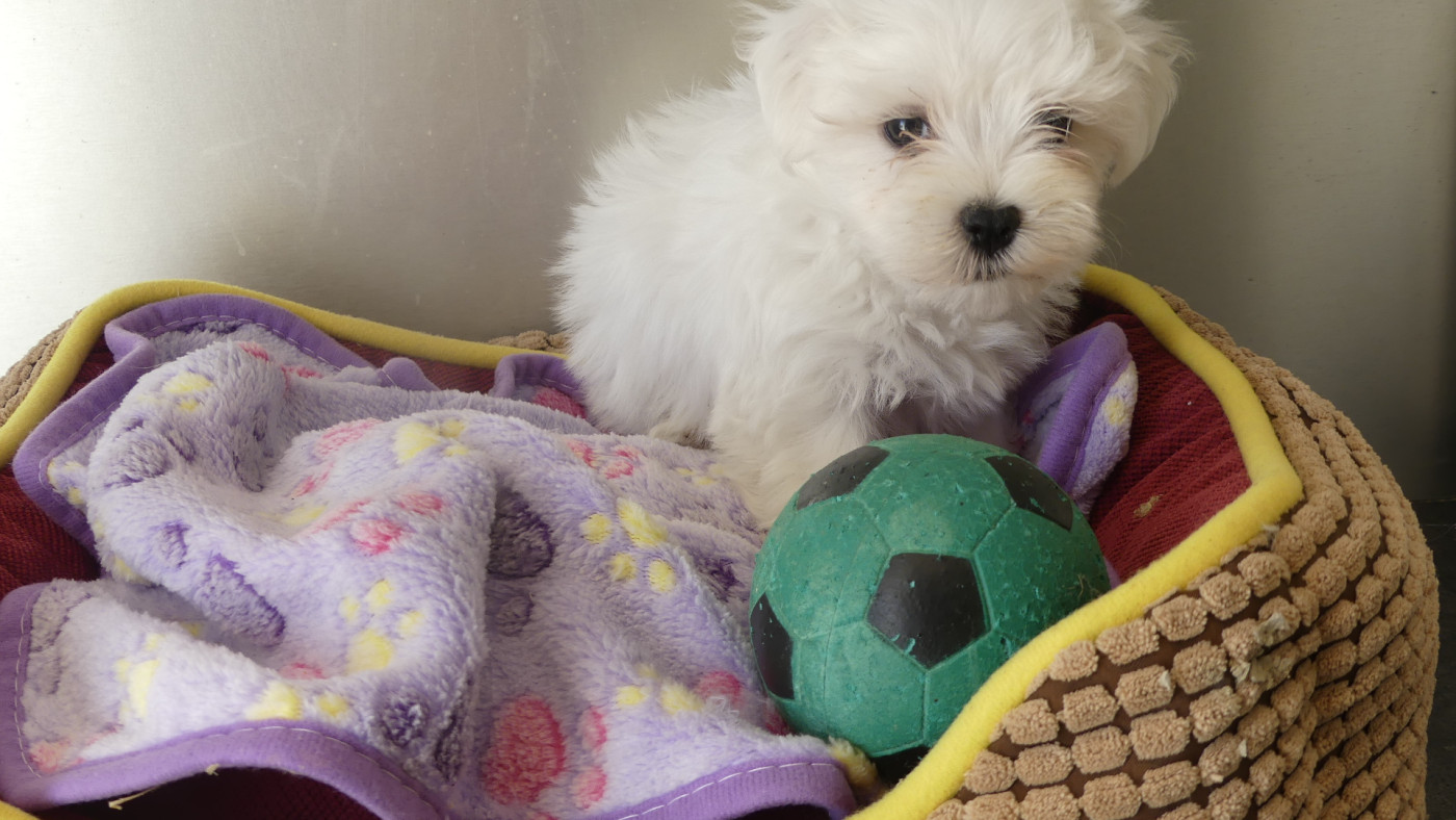 du Domaine des Ecorces - Chiots disponibles - Bichon maltais