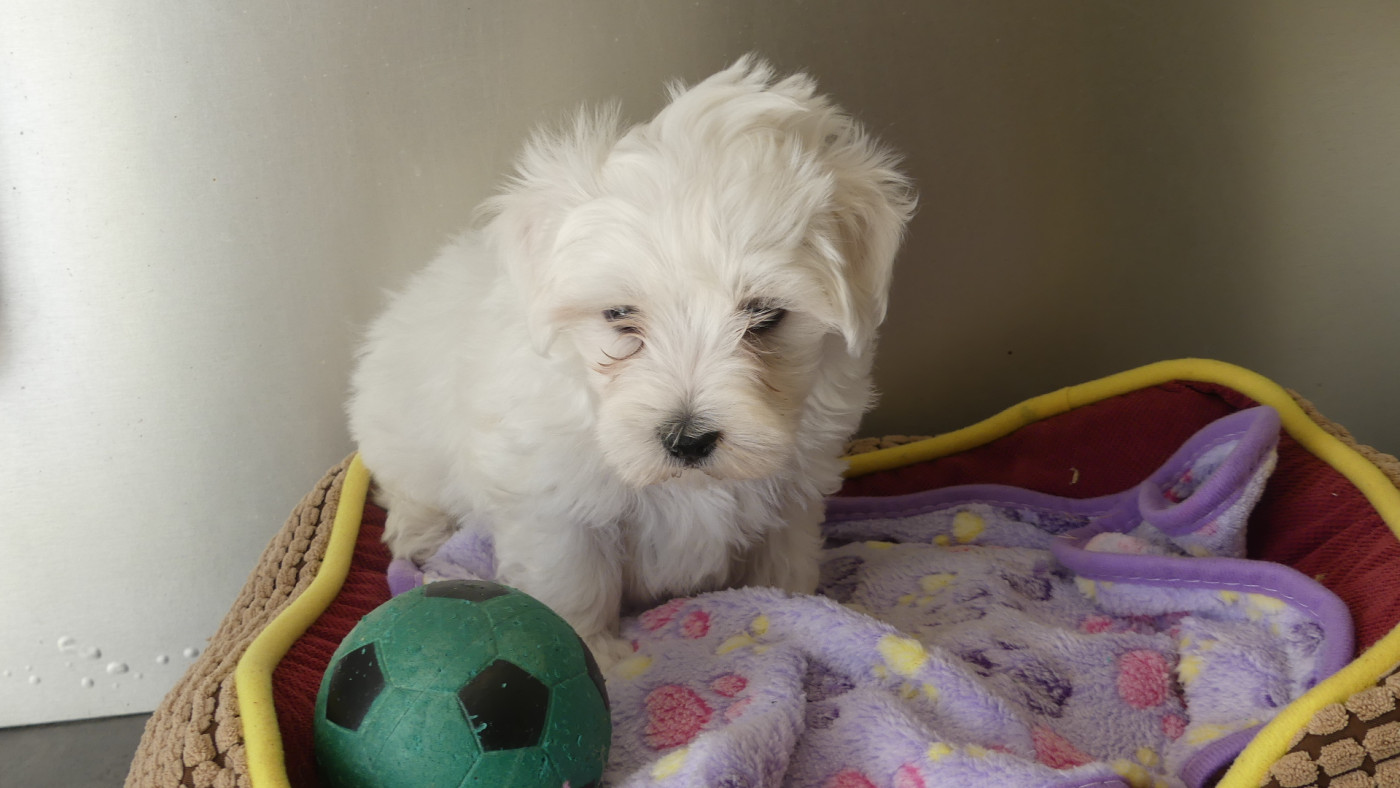 du Domaine des Ecorces - Chiots disponibles - Bichon maltais