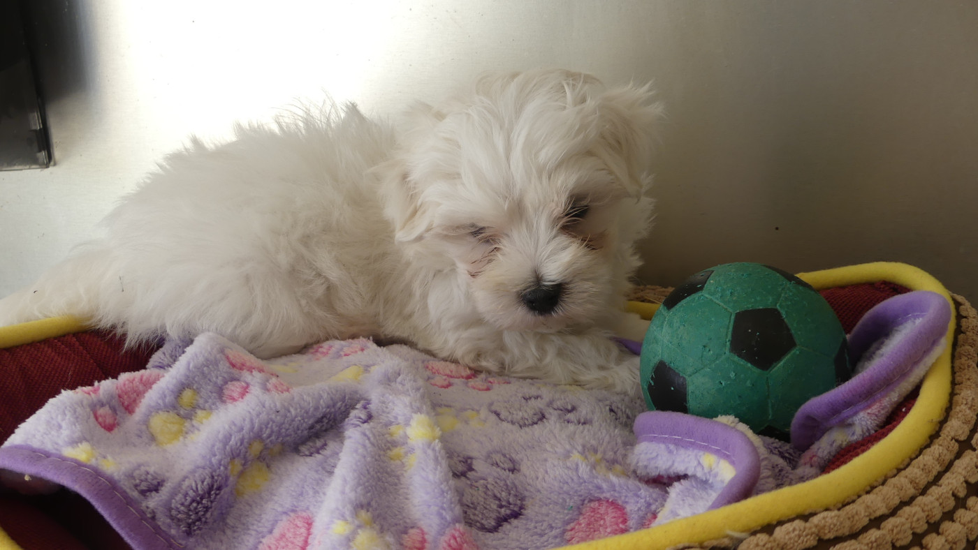 du Domaine des Ecorces - Chiots disponibles - Bichon maltais