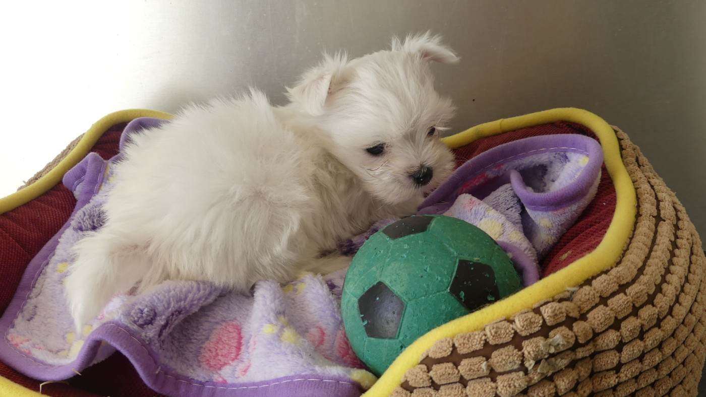 du Domaine des Ecorces - Chiots disponibles - Bichon maltais