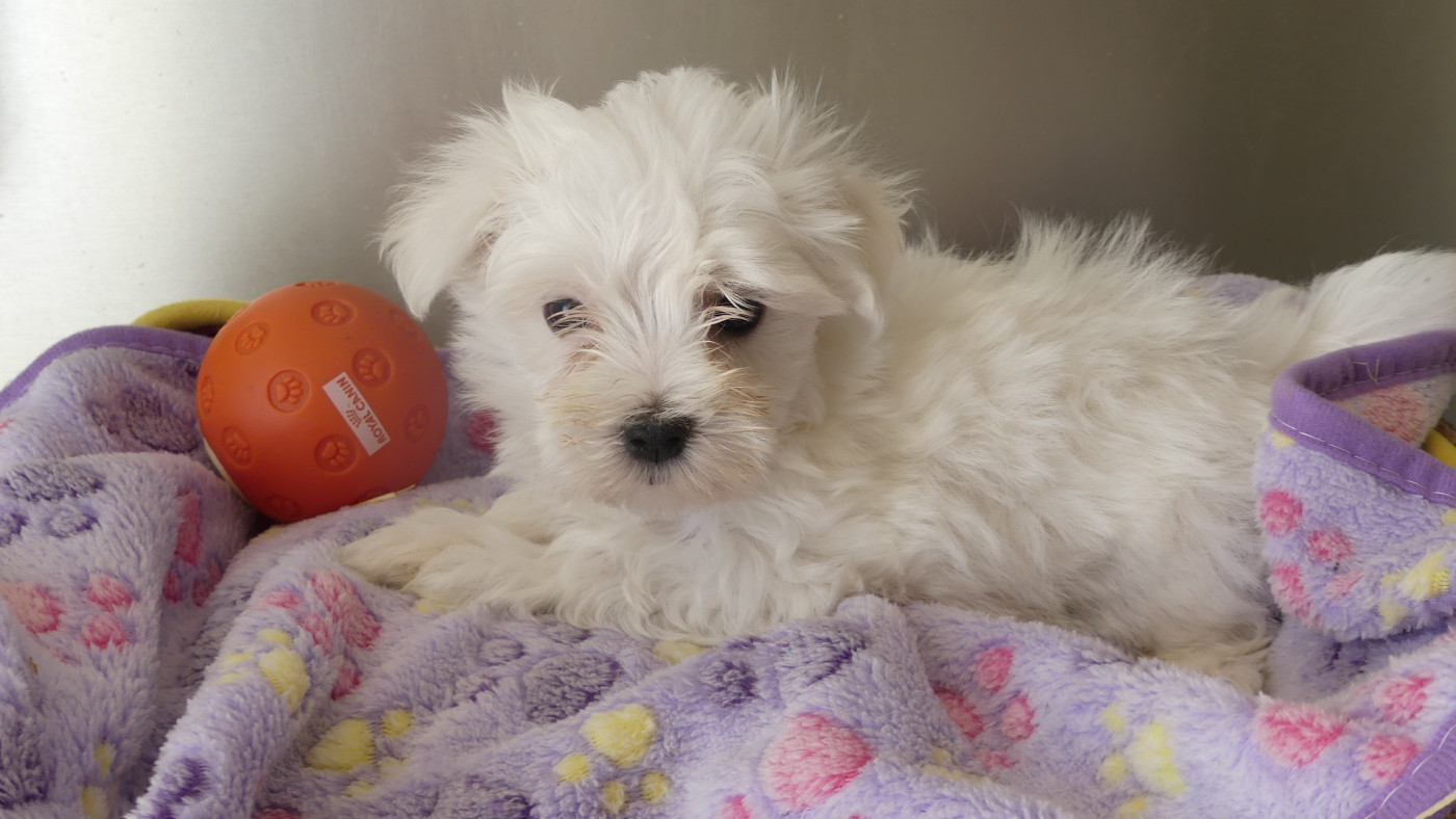 du Domaine des Ecorces - Chiots disponibles - Bichon maltais