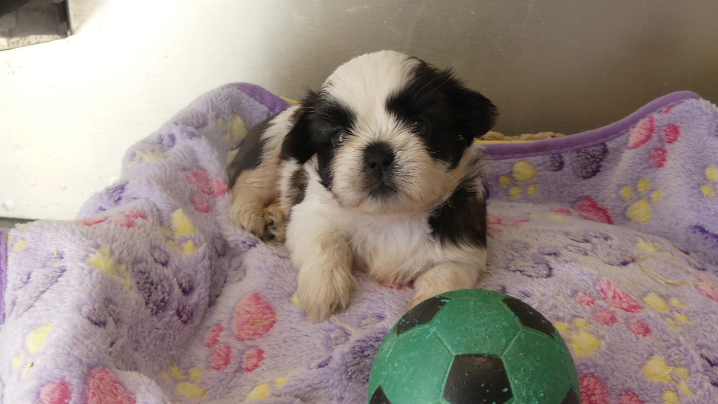 du Domaine des Ecorces - Chiots disponibles - Shih Tzu