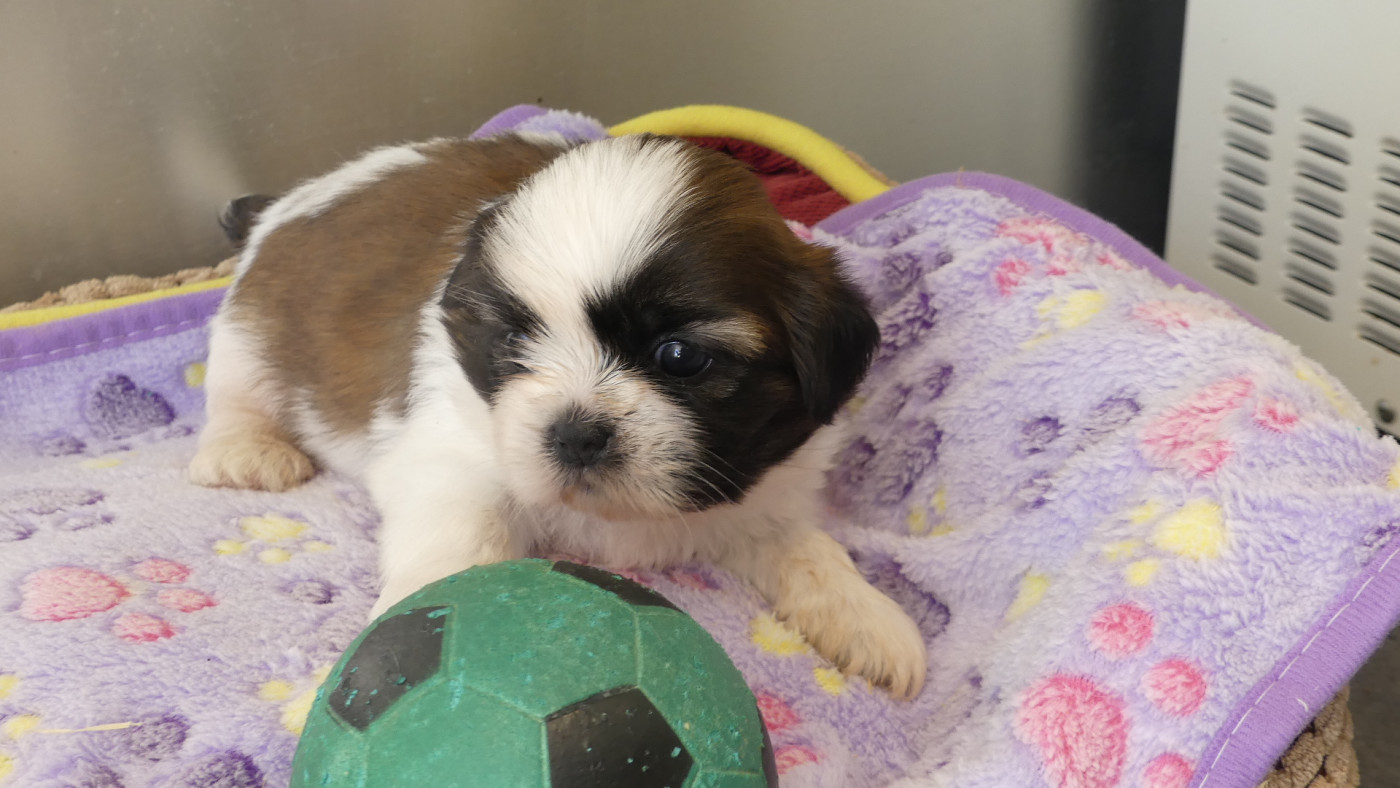du Domaine des Ecorces - Chiots disponibles - Shih Tzu