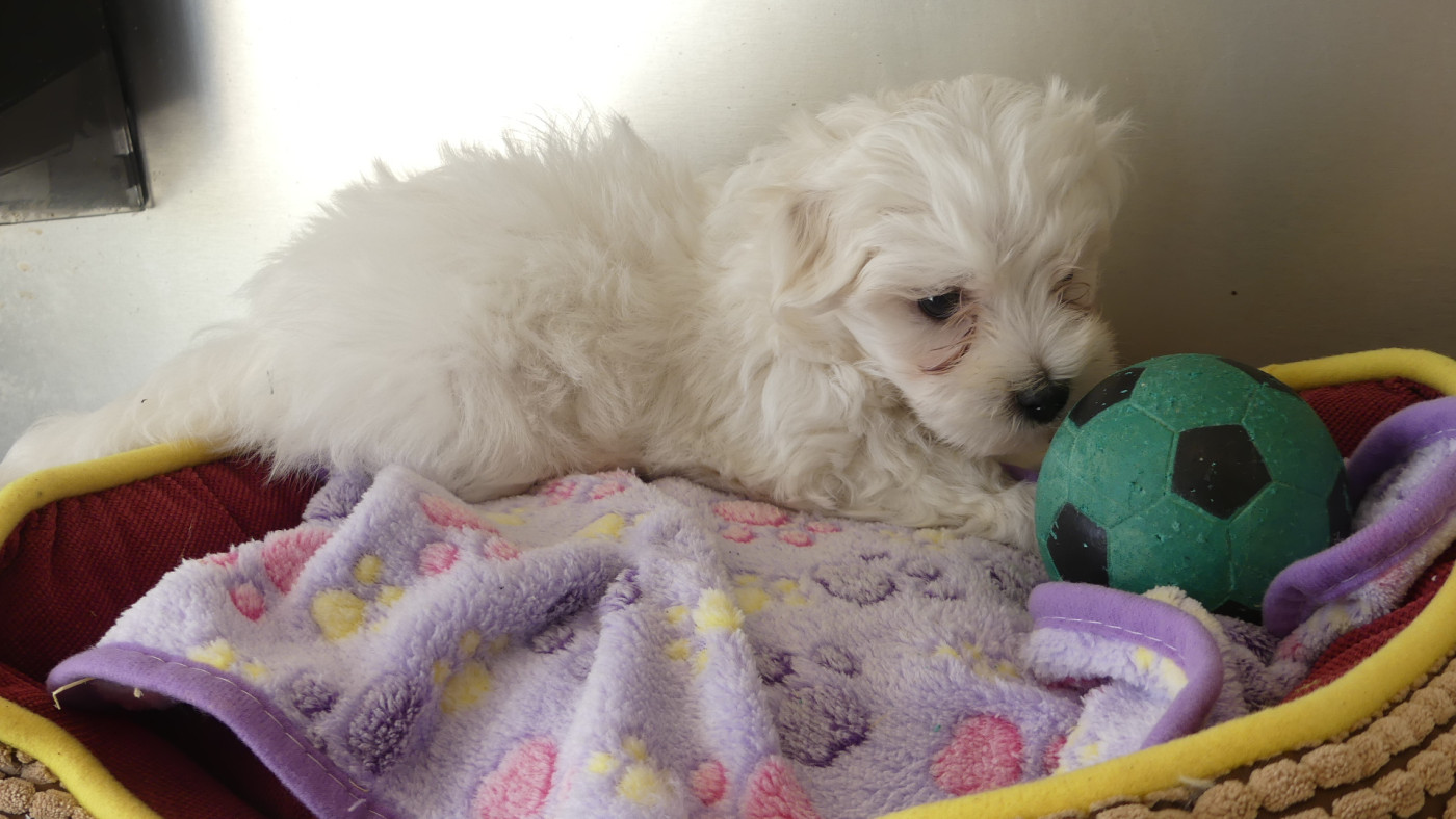 du Domaine des Ecorces - Chiots disponibles - Bichon maltais