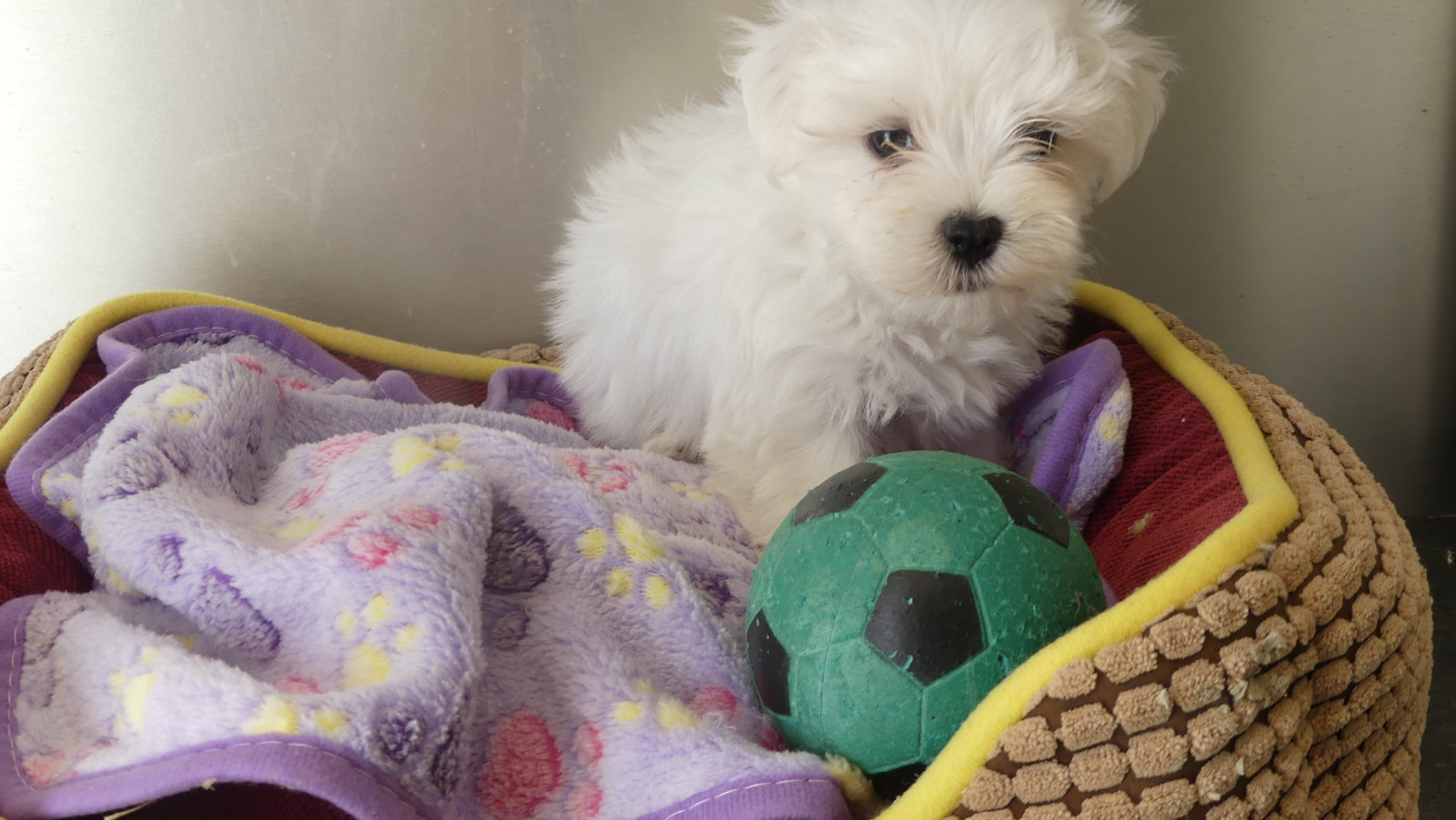 du Domaine des Ecorces - Chiots disponibles - Bichon maltais
