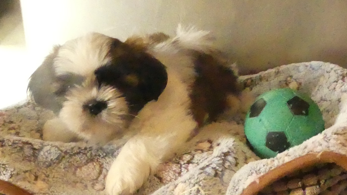 du Domaine des Ecorces - Chiots disponibles - Shih Tzu