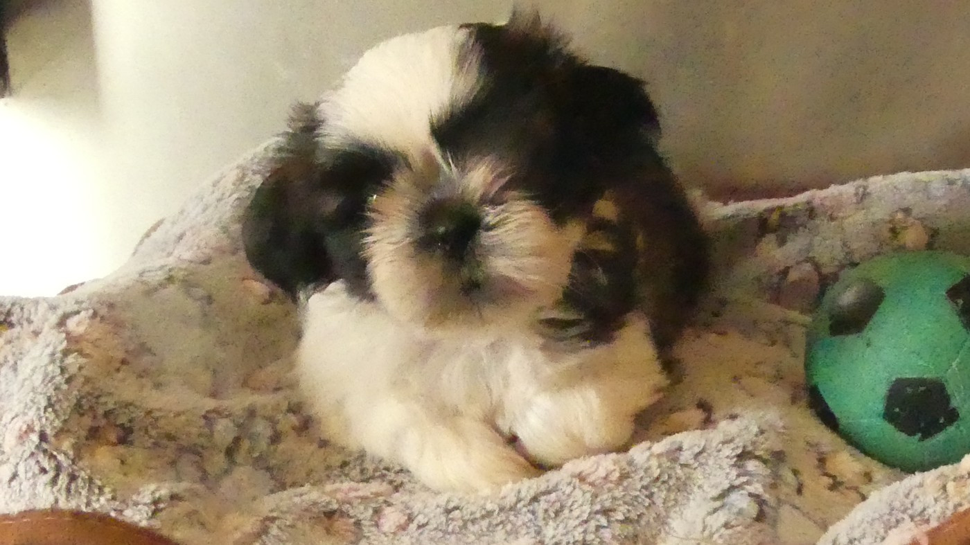 du Domaine des Ecorces - Chiots disponibles - Shih Tzu