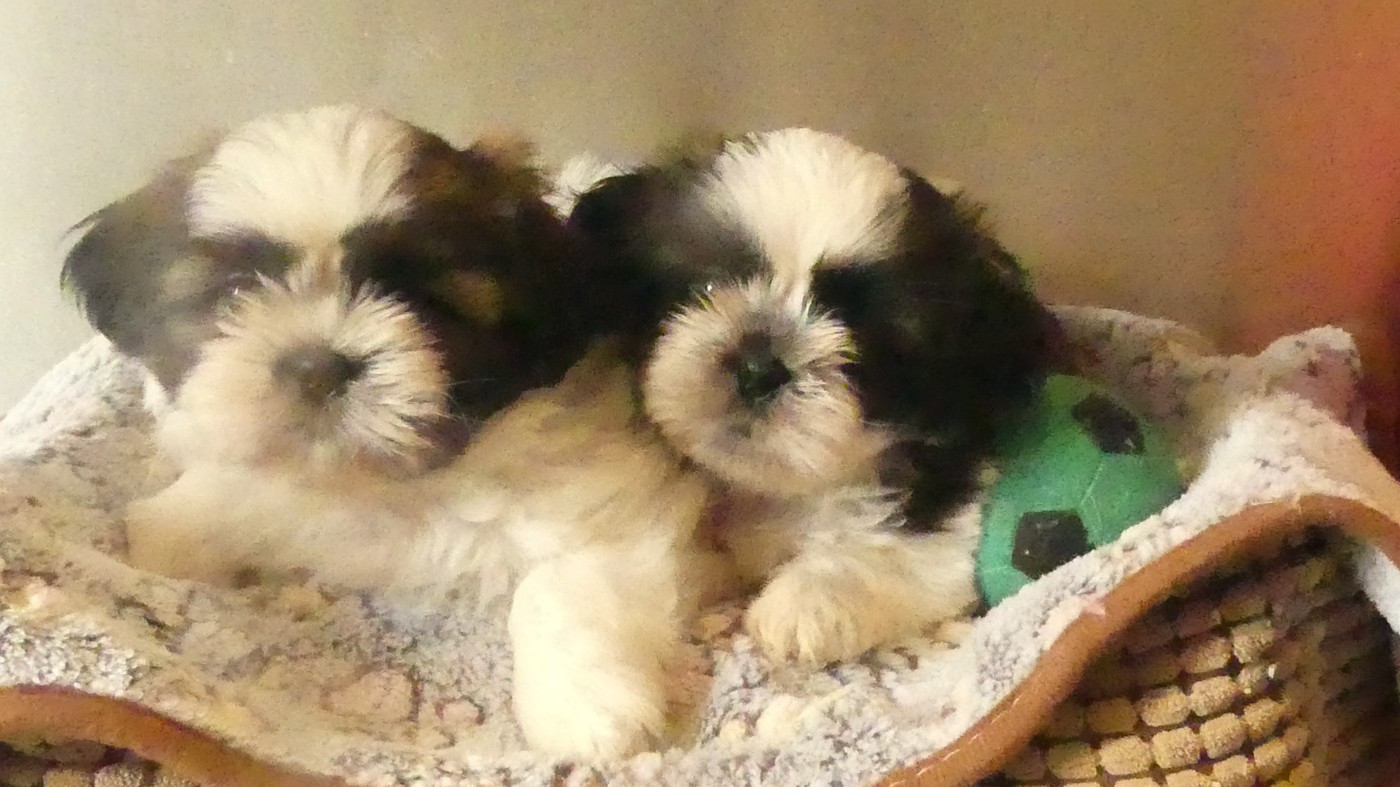 du Domaine des Ecorces - Shih Tzu - Portée née le 25/06/2026