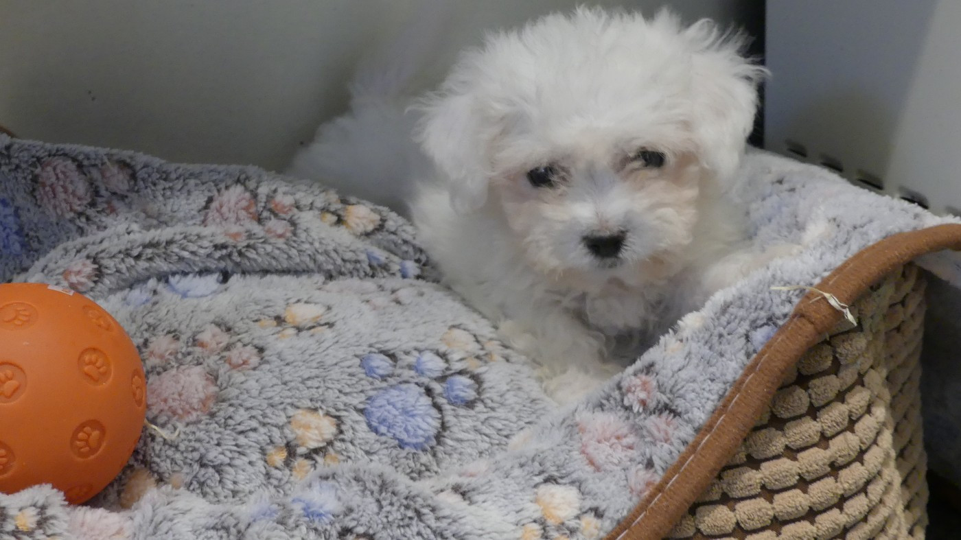 du Domaine des Ecorces - Chiots disponibles - Bichon Frise