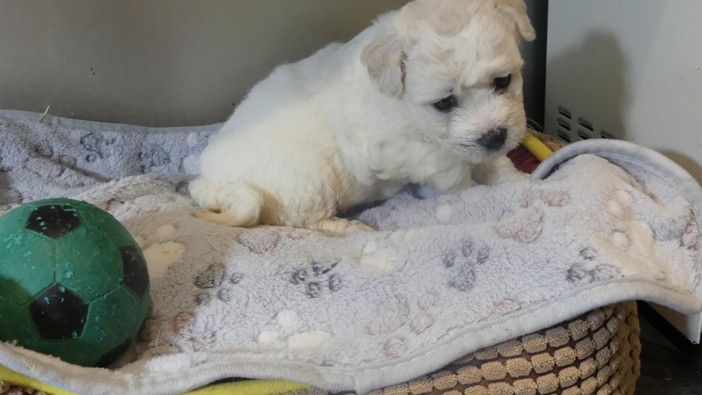 du Domaine des Ecorces - Chiots disponibles - Bichon Frise