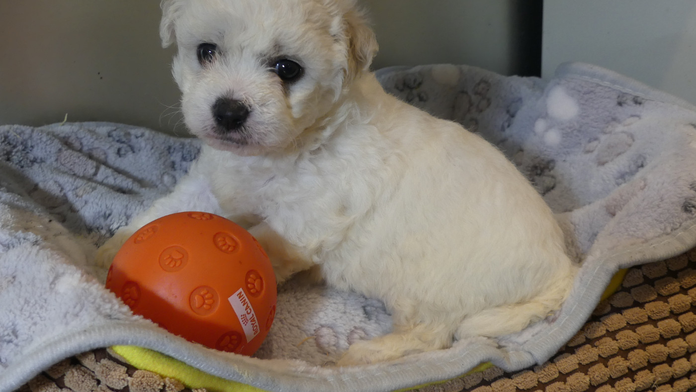 du Domaine des Ecorces - Chiots disponibles - Bichon Frise