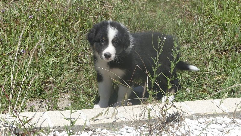 du Domaine des Ecorces - Chiots disponibles - Berger Australien