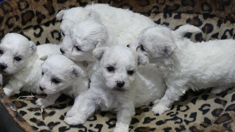 du Domaine des Ecorces - Bichon Frise - Portée née le 16/04/2025
