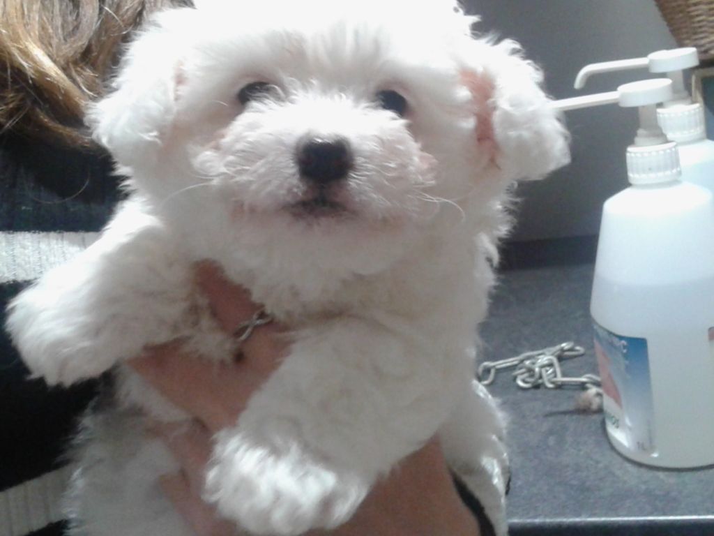 Neige