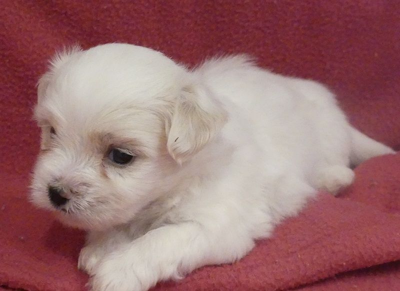 du Domaine des Ecorces - Chiots disponibles - Coton de Tulear