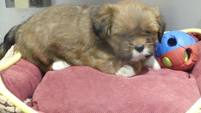 du Domaine des Ecorces - Chiots disponibles - Lhassa Apso