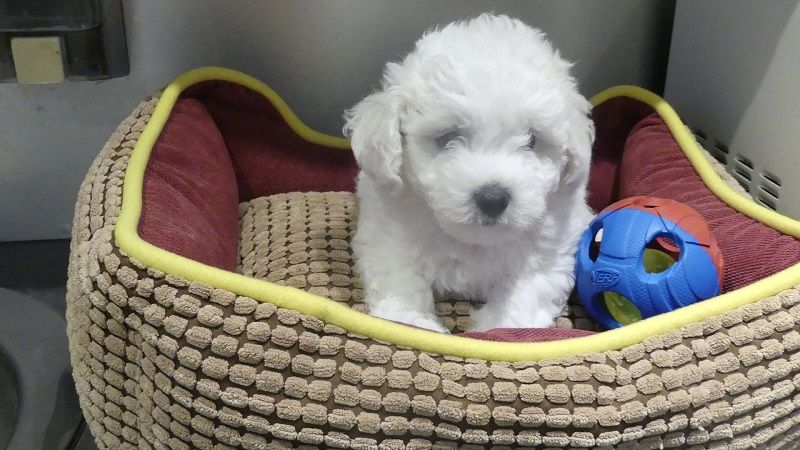 du Domaine des Ecorces - Chiots disponibles - Bichon Frise