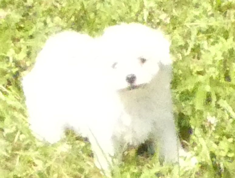 du Domaine des Ecorces - Chiots disponibles - Bichon Frise
