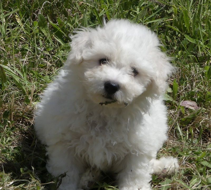 du Domaine des Ecorces - Chiots disponibles - Bichon Frise