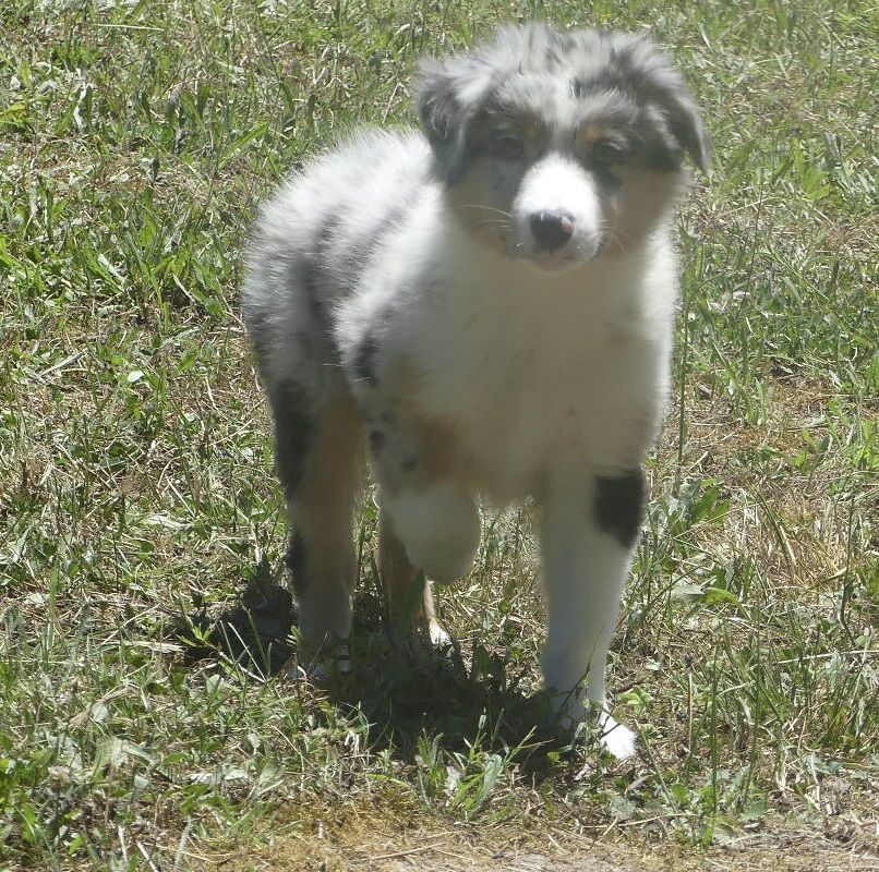 du Domaine des Ecorces - Chiots disponibles - Berger Australien