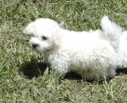 du Domaine des Ecorces - Chiots disponibles - Bichon Frise