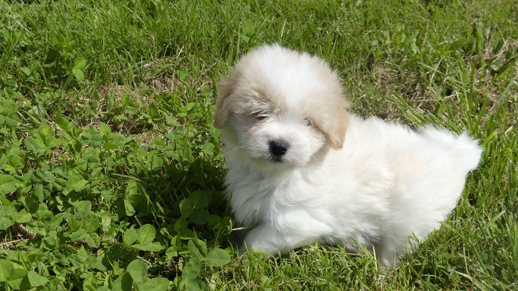 du Domaine des Ecorces - Chiots disponibles - Coton de Tulear