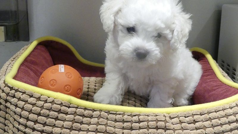 du Domaine des Ecorces - Chiots disponibles - Bichon Frise