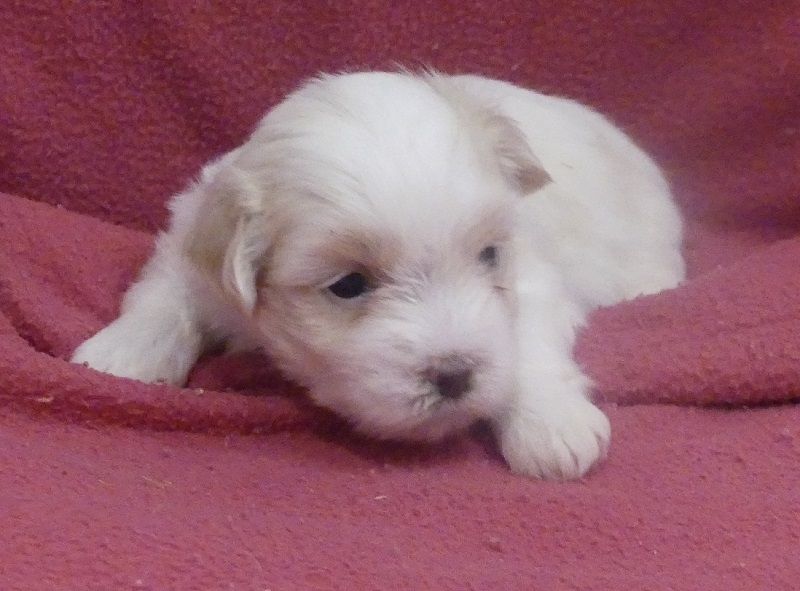 du Domaine des Ecorces - Chiots disponibles - Coton de Tulear